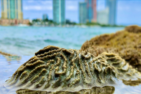 Port of Miami Corals