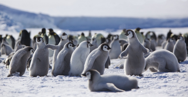 Antarctica Emperor Penguin Chicks