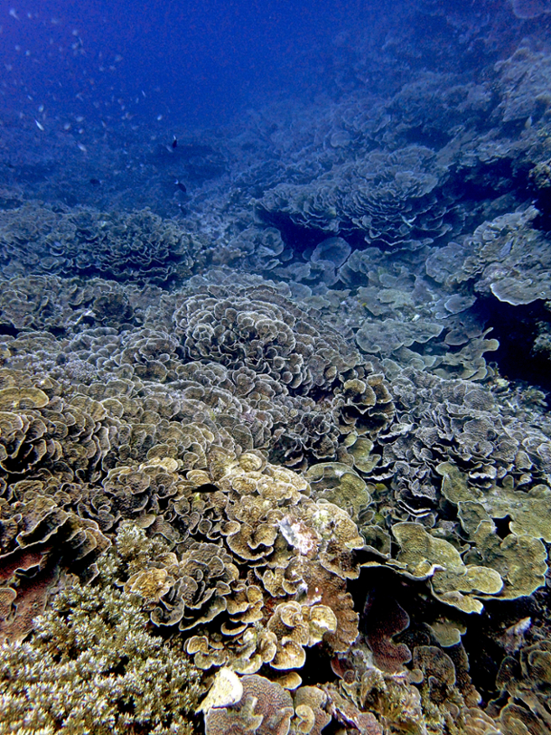 scleractinian coral-dominated community 