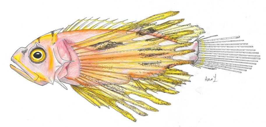 Lionfish Larvae