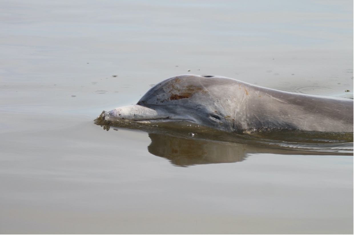 dolphin with oil on head