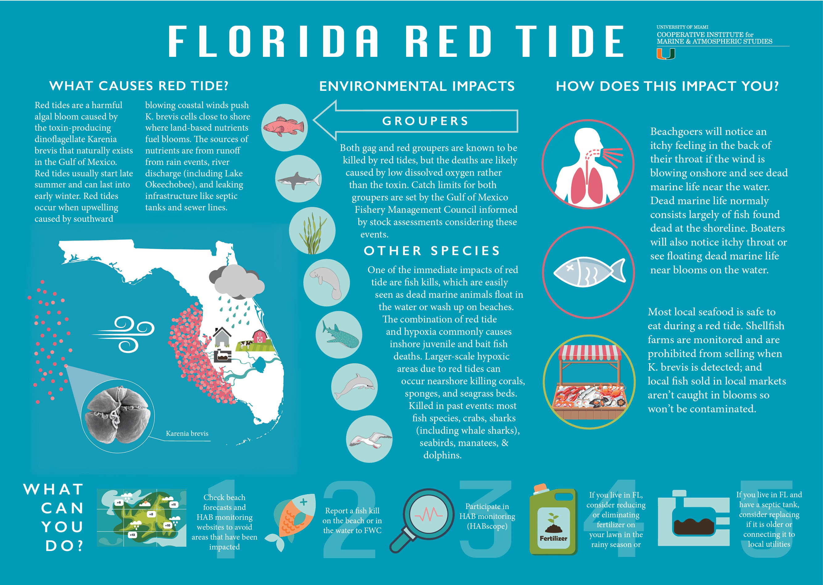 Florida Red Tide Infographic 