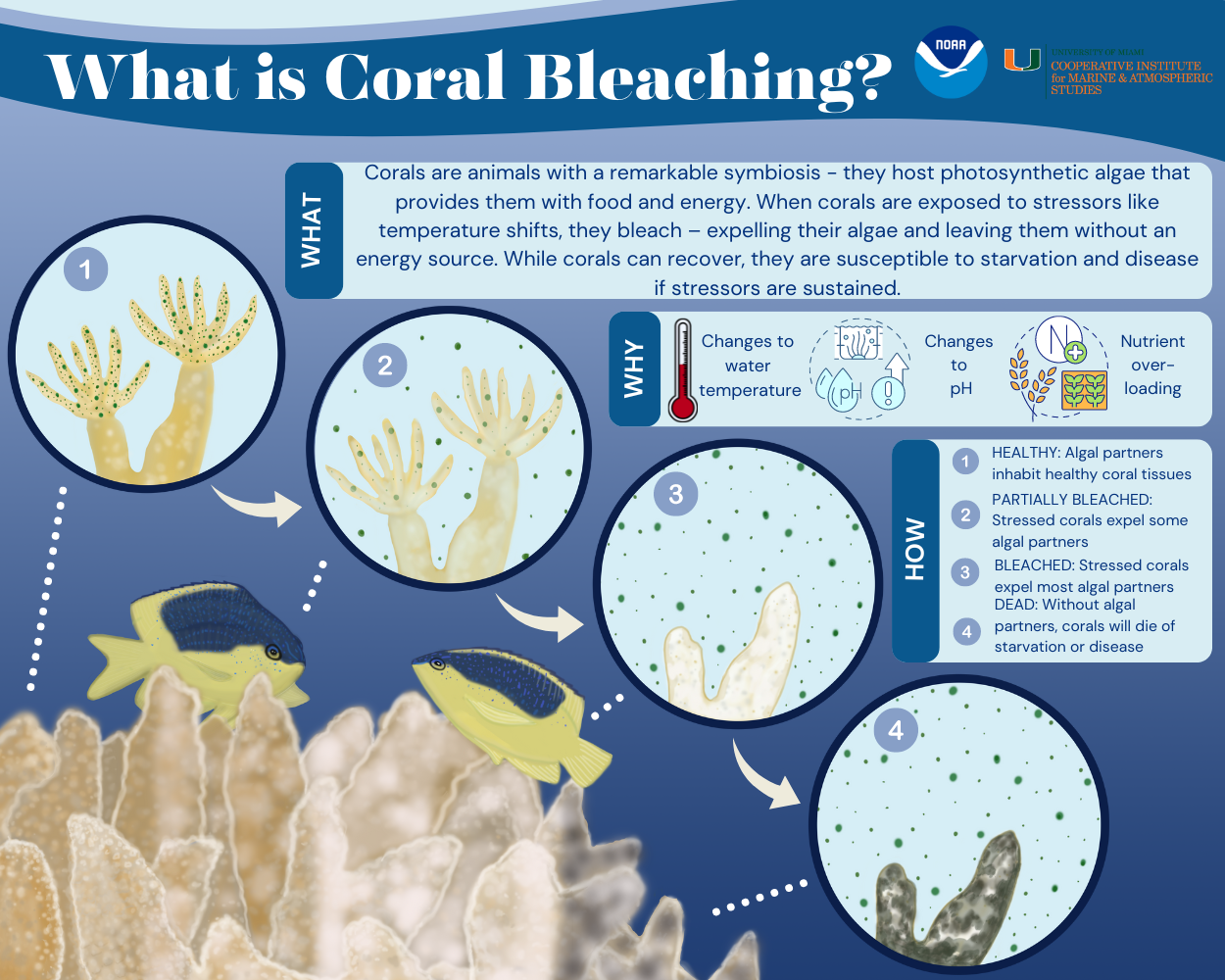 Coral bleaching