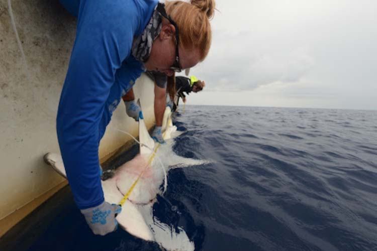 Andrea Kroetz measuring a hammerhead shark