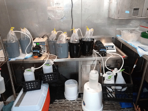 eDNA water samples